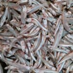 Frozen Anchovy – 1 kg