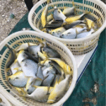 Frozen Golden Pomfret 10 kg