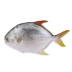 Frozen Golden Pomfret – 1 kg
